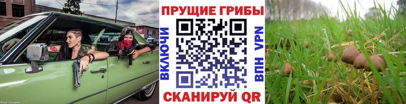 Галлюциногенные грибы мицелий  где продают наркотики  Димитровград 